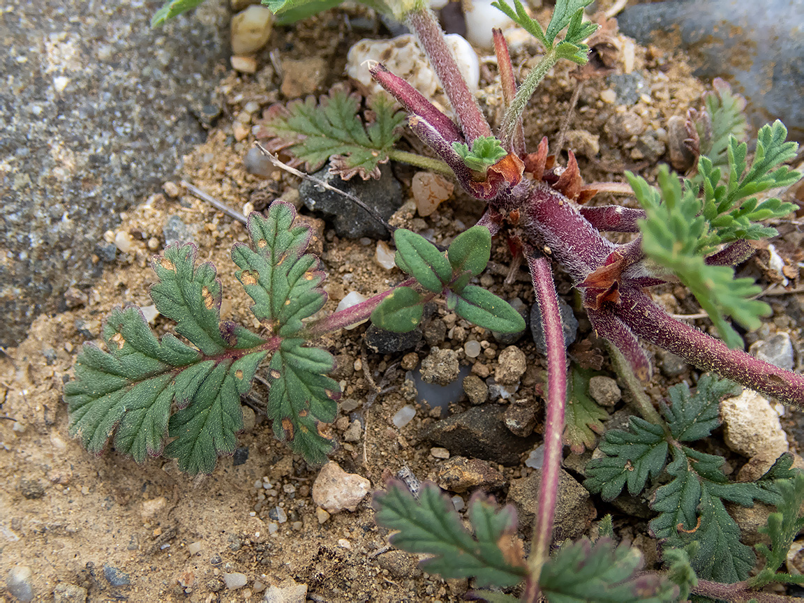 Image of genus Erodium specimen.