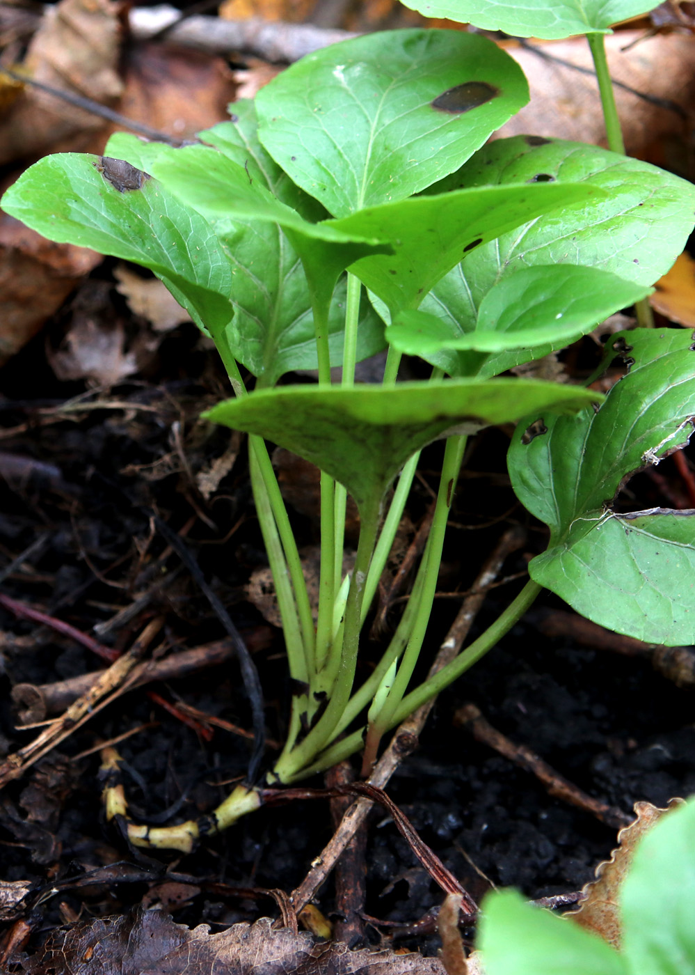 Image of Pyrola rotundifolia specimen.