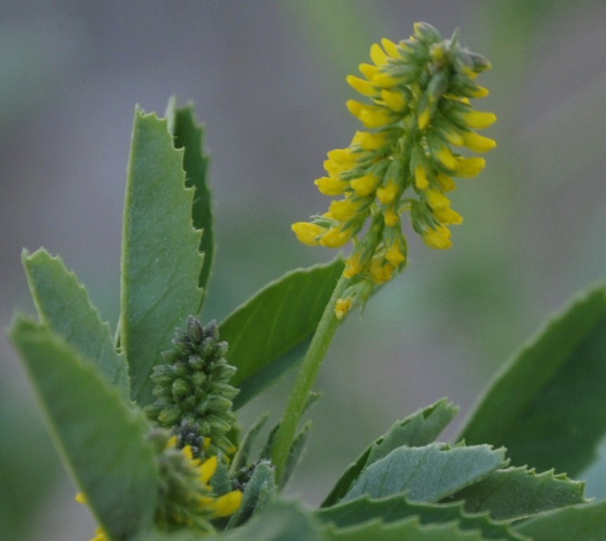 Изображение особи Melilotus indicus.