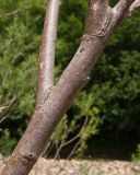 Salix elbrusensis. Часть ветви. Краснодарский край, Абинский р-н, окр. станицы Эриванская, галечно-валунный берег р. Абин. 05.07.2015.