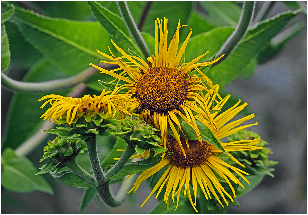 Изображение особи Inula helenium.