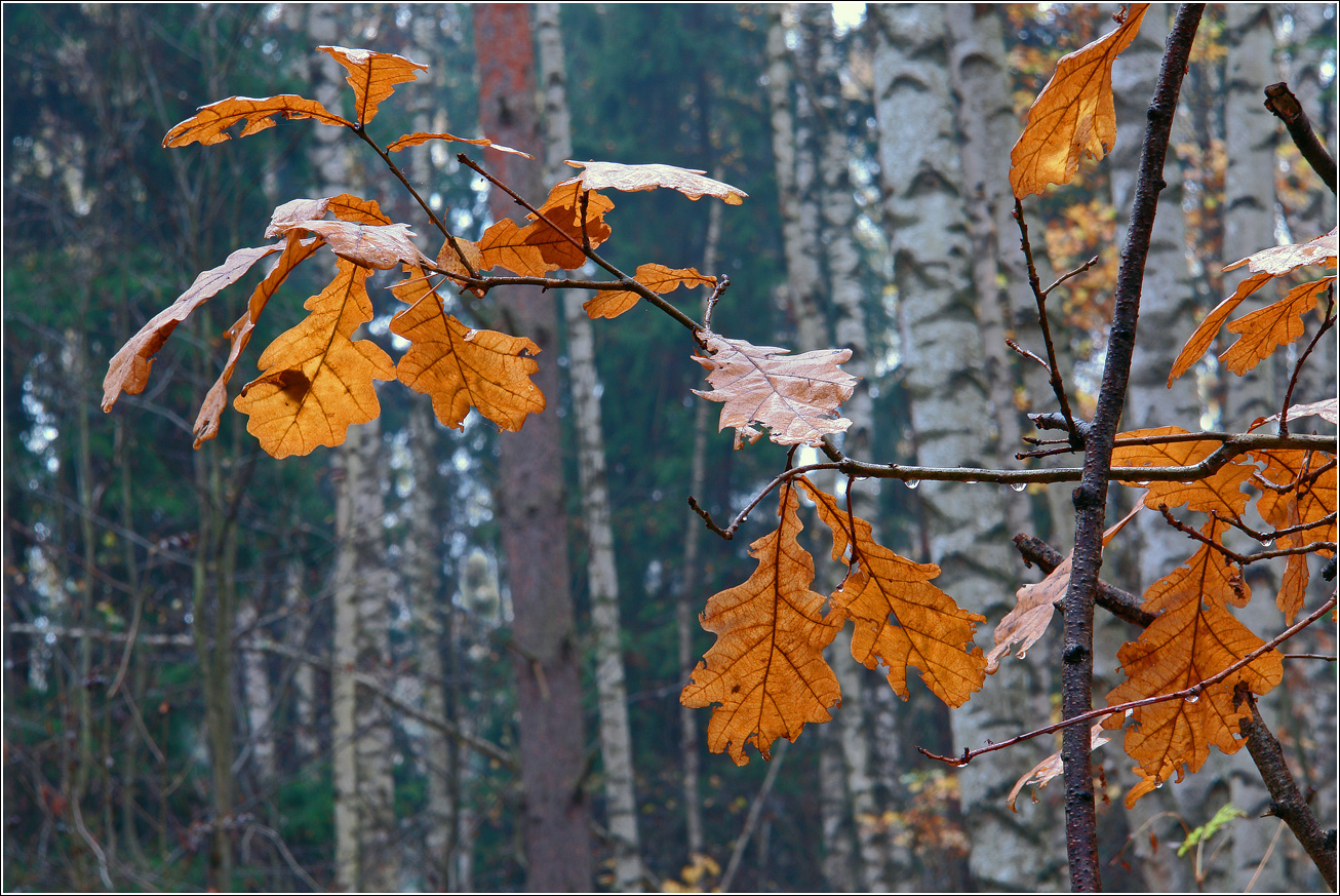 Изображение особи Quercus robur.