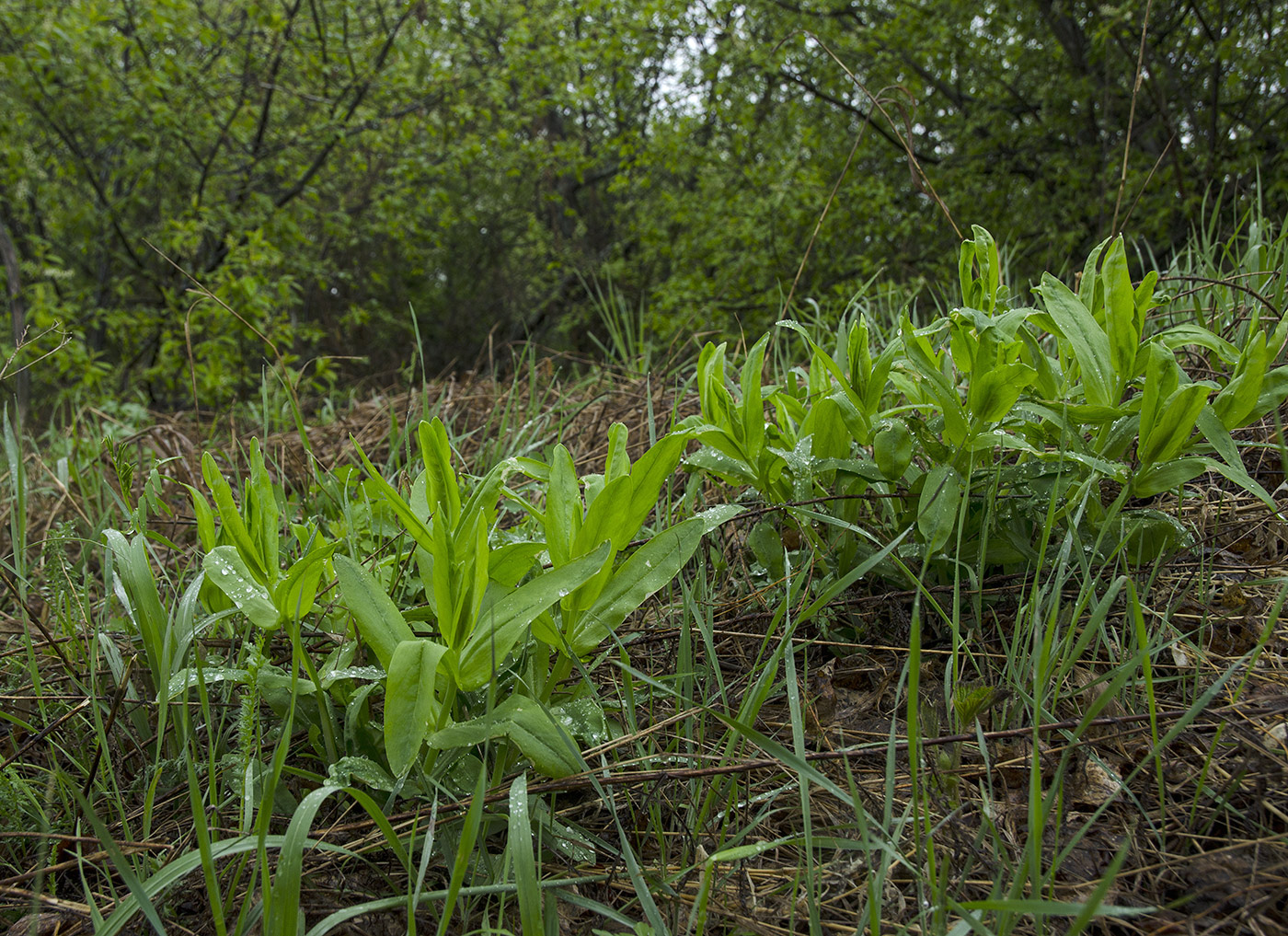 Image of familia Caryophyllaceae specimen.