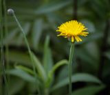 Hypochaeris radicata