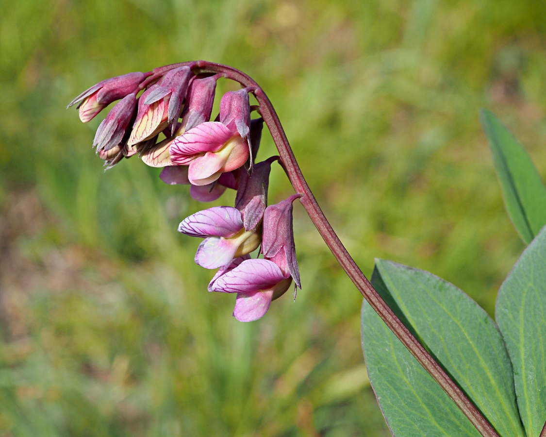 Image of Lathyrus pisiformis specimen.