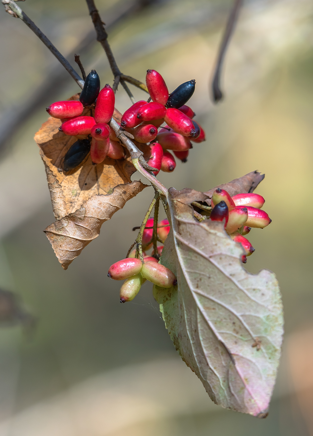 Image of Viburnum burejaeticum specimen.