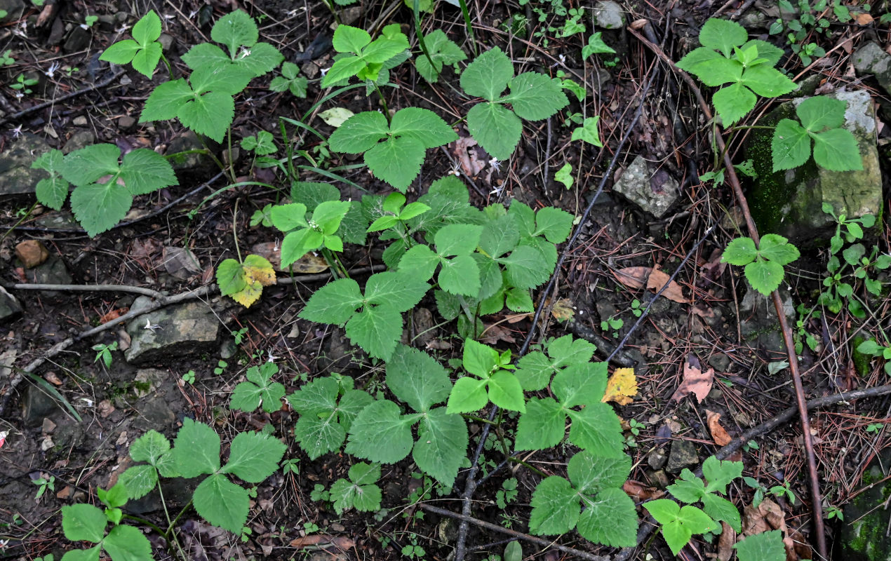 Image of Cryptotaenia japonica specimen.