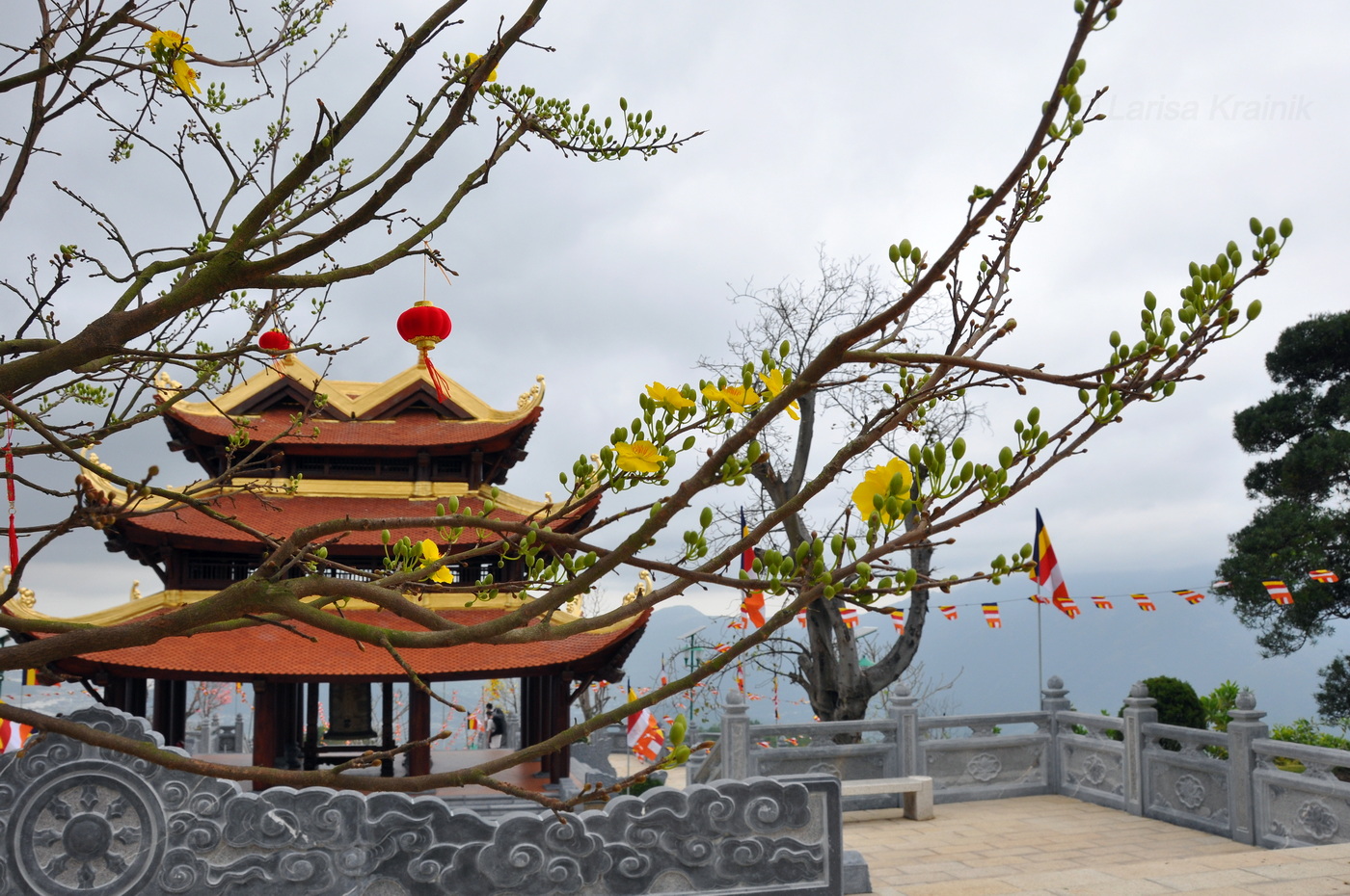 Изображение особи род Ochna.