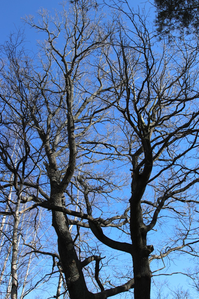 Изображение особи Quercus robur.