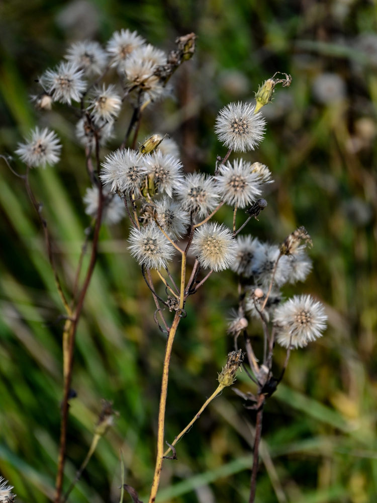 Изображение особи Hieracium umbellatum.