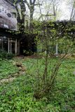 Euonymus verrucosus. Куст с распускающимися листьями. Москва, филиал Ботсада МГУ \"Аптекарский огород\", теневой сад, в культуре. 30.04.2026.