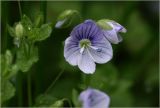 Veronica filiformis. Цветок и бутоны. Московская обл., Раменский р-н, окр. дер. Хрипань, садовый участок. 12.05.2026.