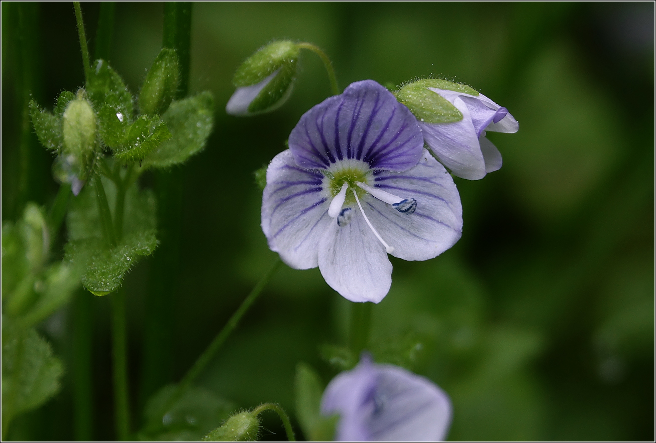 Изображение особи Veronica filiformis.