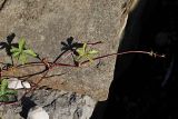 Potentilla reptans. Верхушка ползучего побега. Краснодарский край, г. Адлер, ул. Просвещения, клумба. 03.07.2024.