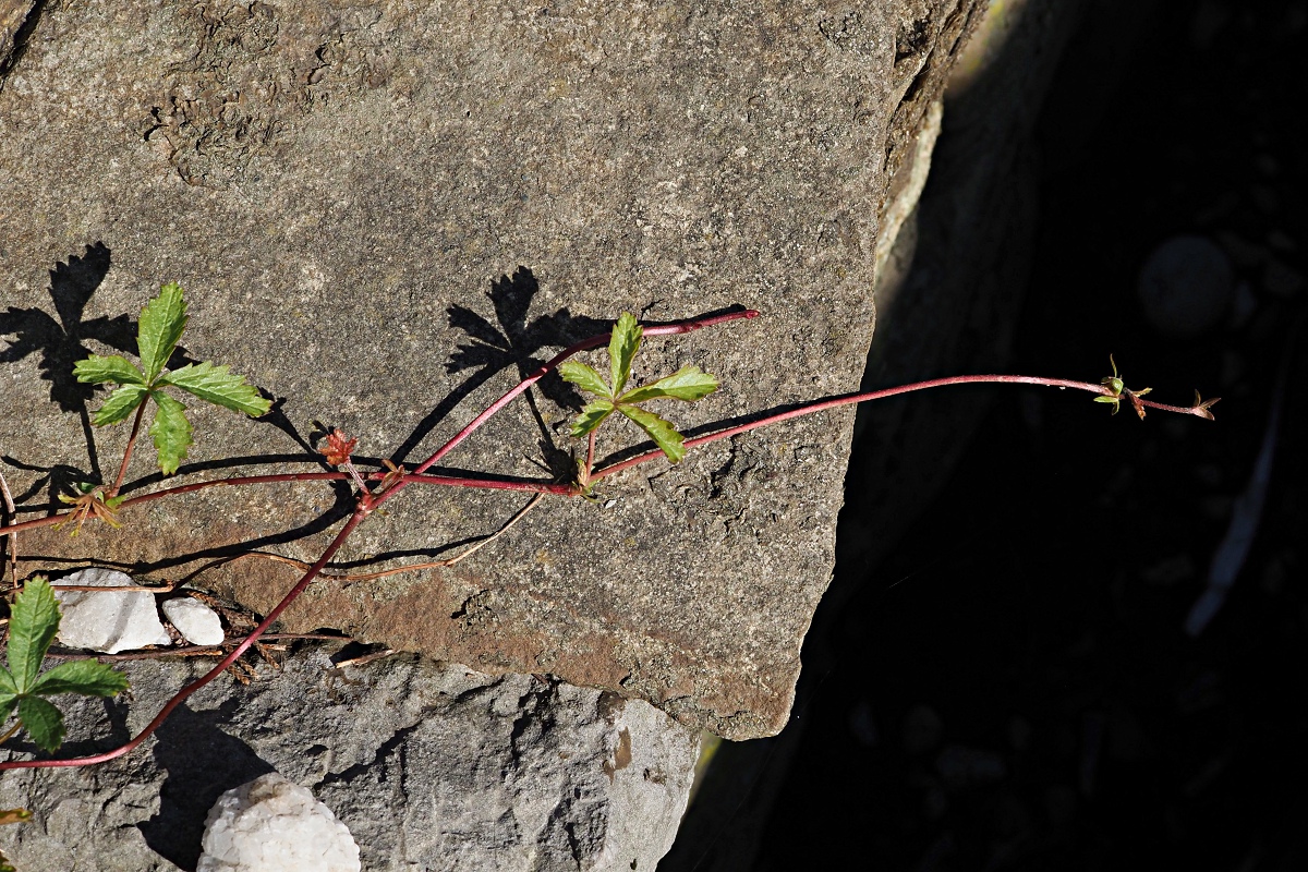 Image of Potentilla reptans specimen.