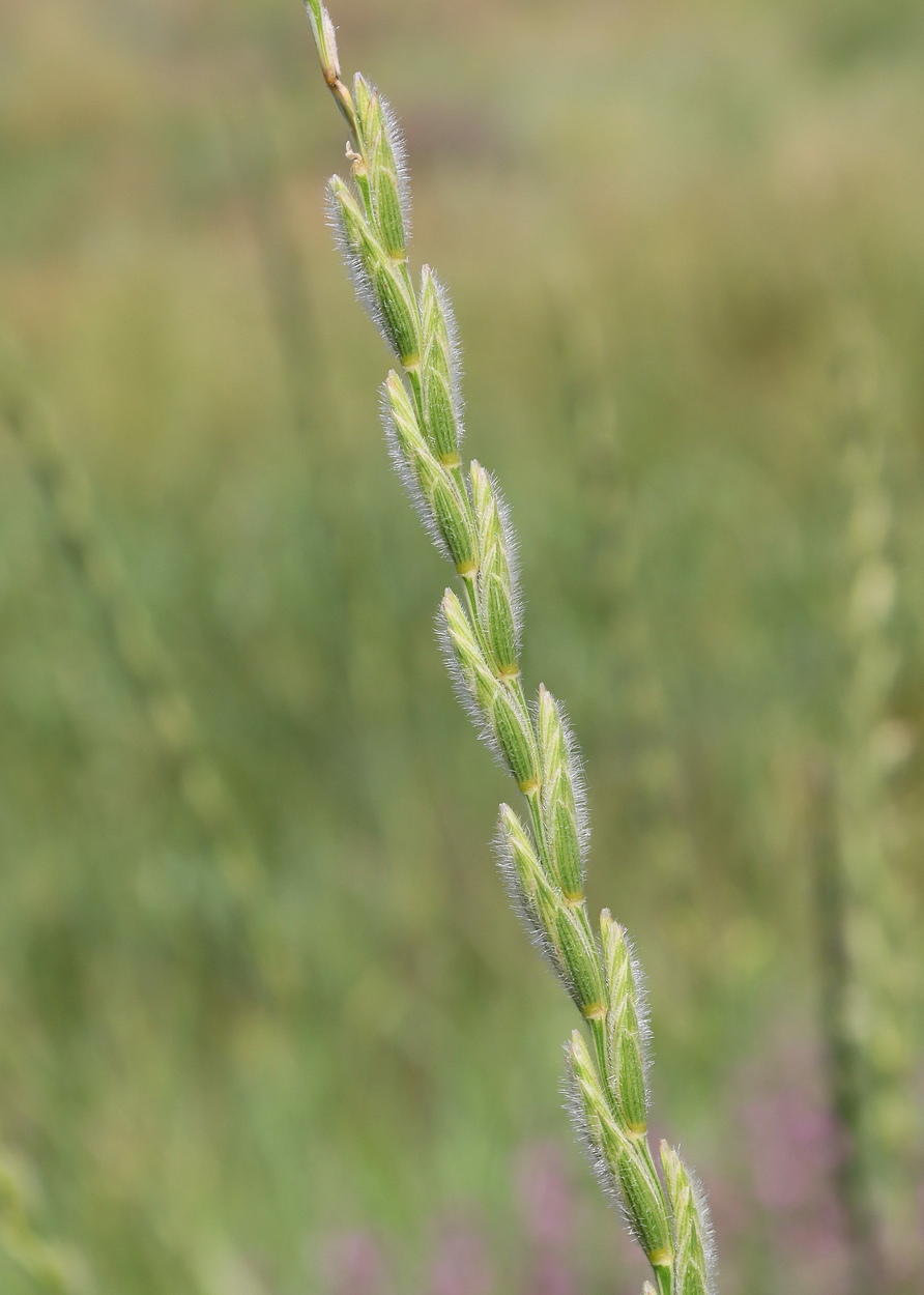Изображение особи Elytrigia trichophora.