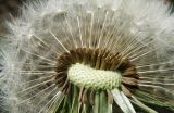 Taraxacum