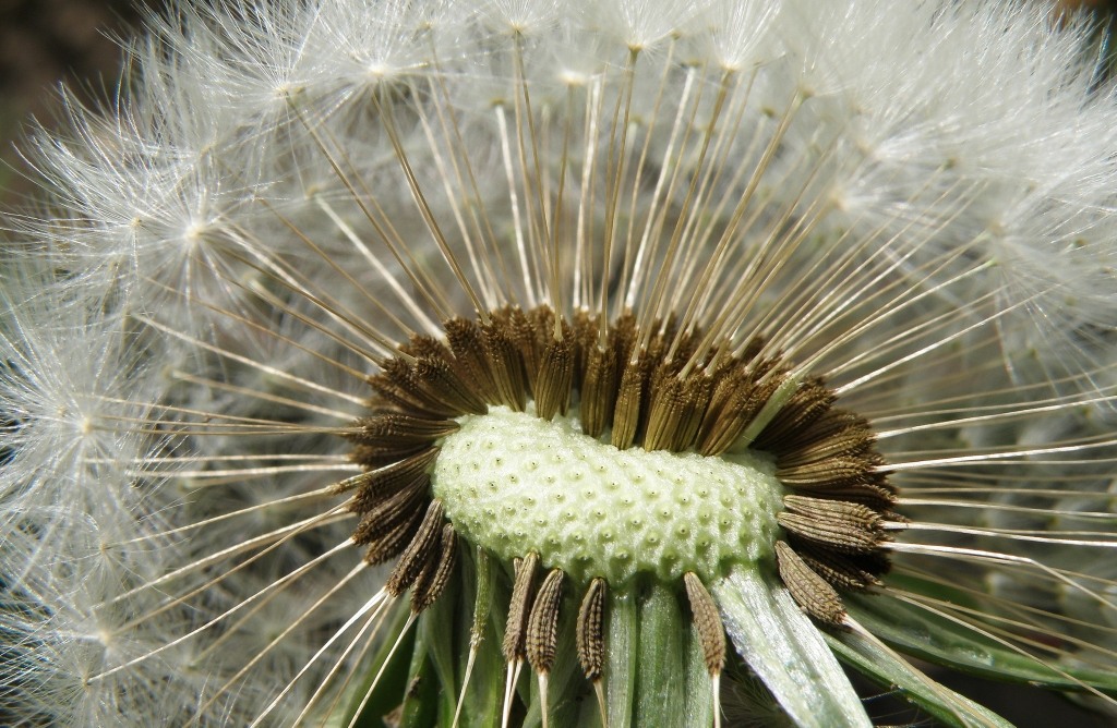 Image of genus Taraxacum specimen.