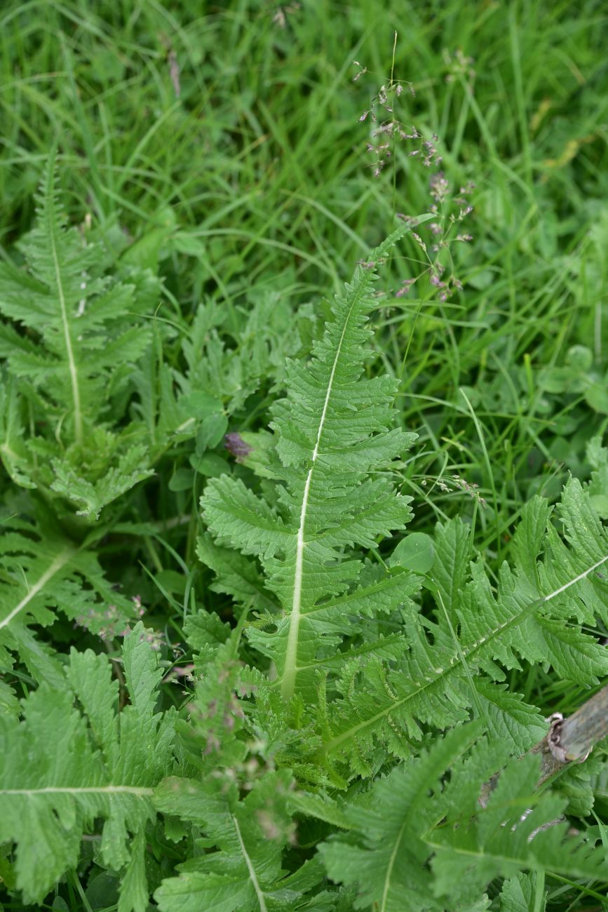 Image of Dipsacus laciniatus specimen.