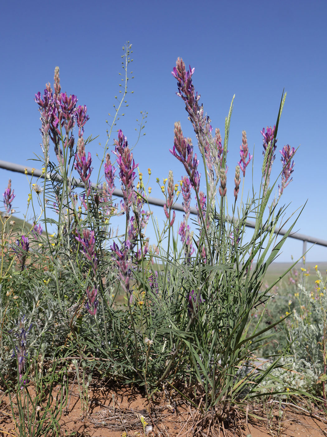 Image of Astragalus varius specimen.