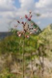 Allium paniculatum. Верхушка побега с соцветием. Крым, Севастополь, Инкерман, гора Монастырская. 05.08.2026.