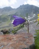 Campanula biebersteiniana. Верхушка побега с цветком. Кабардино-Балкария, Черекский р-н, дол. р. Туранашки, ≈ 2800 м н.у.м., моренные отложения. 28.07.2026.