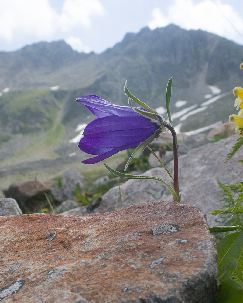 Image of Campanula biebersteiniana specimen.