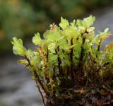 Rhizomnium pseudopunctatum. Вегетирующие растения (вместе с розоватым Bryum weigelii). Полярный Урал, дол. р. Большой Ханмей, заводь русла. 15.08.2026.