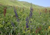 род Delphinium