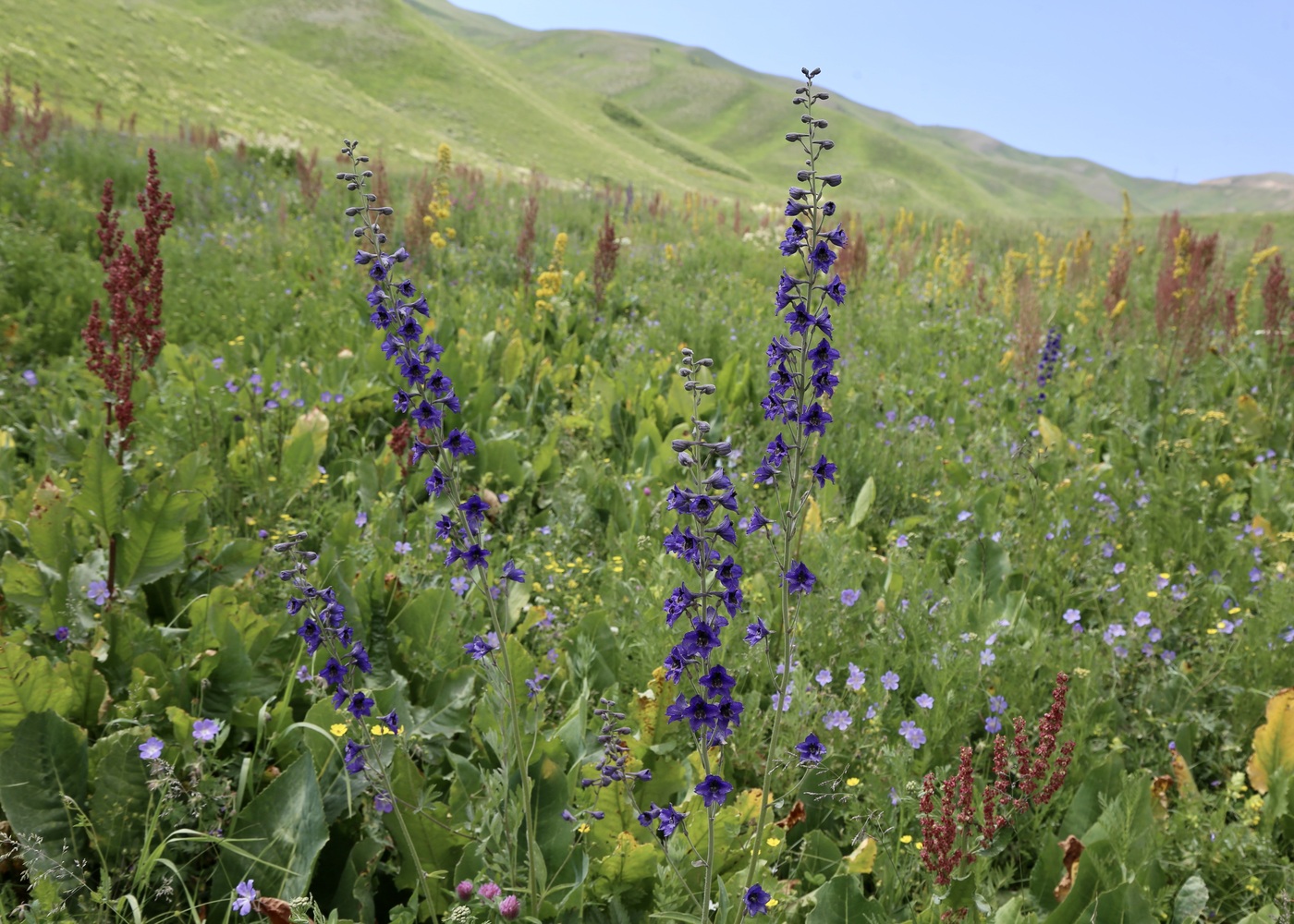 Изображение особи род Delphinium.
