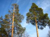 Pinus sylvestris