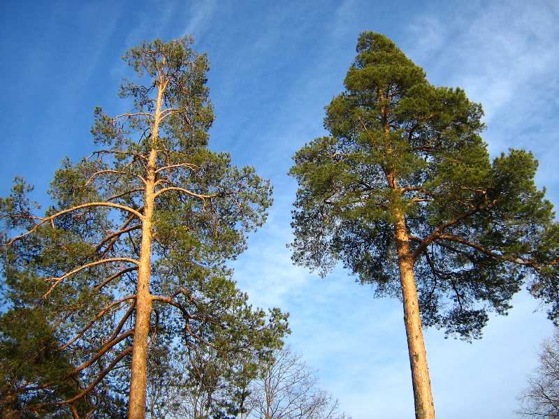 Изображение особи Pinus sylvestris.