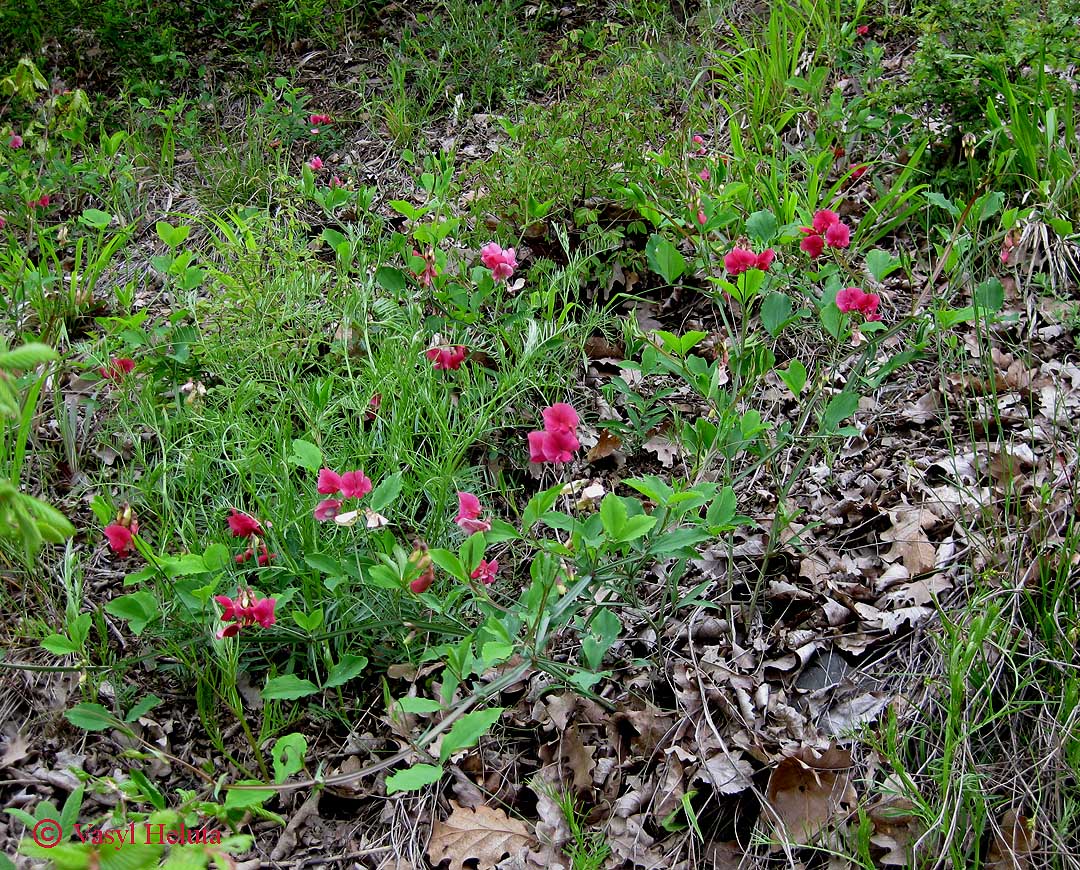 Изображение особи Lathyrus undulatus.