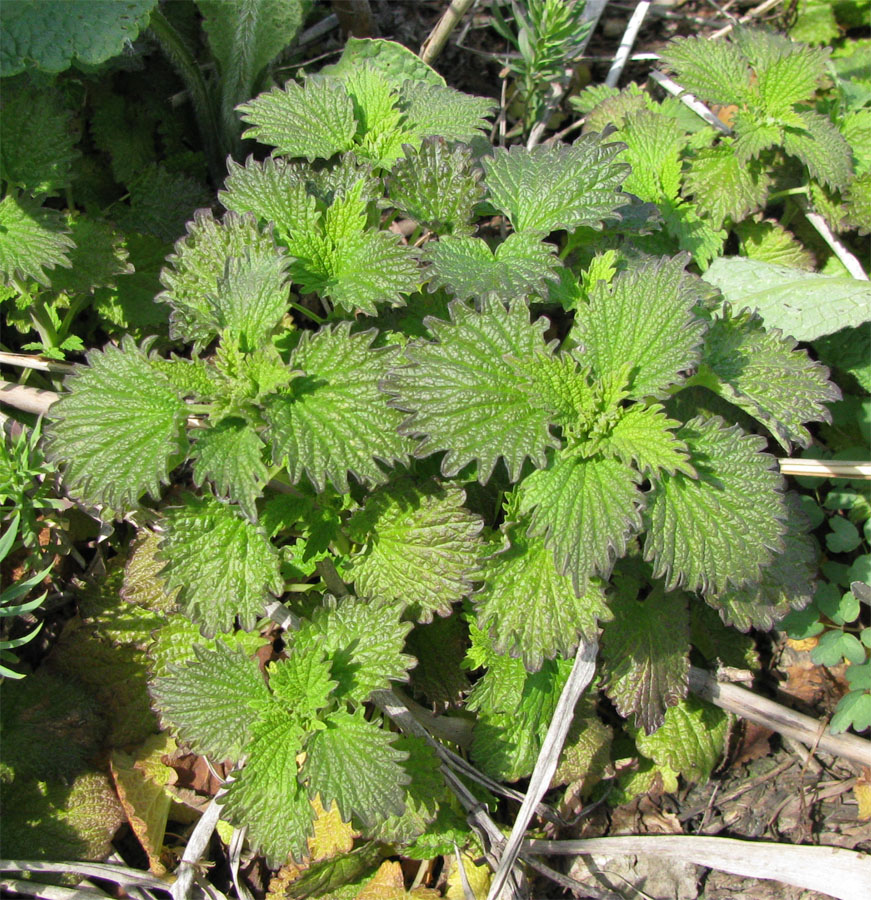 Image of Urtica urens specimen.