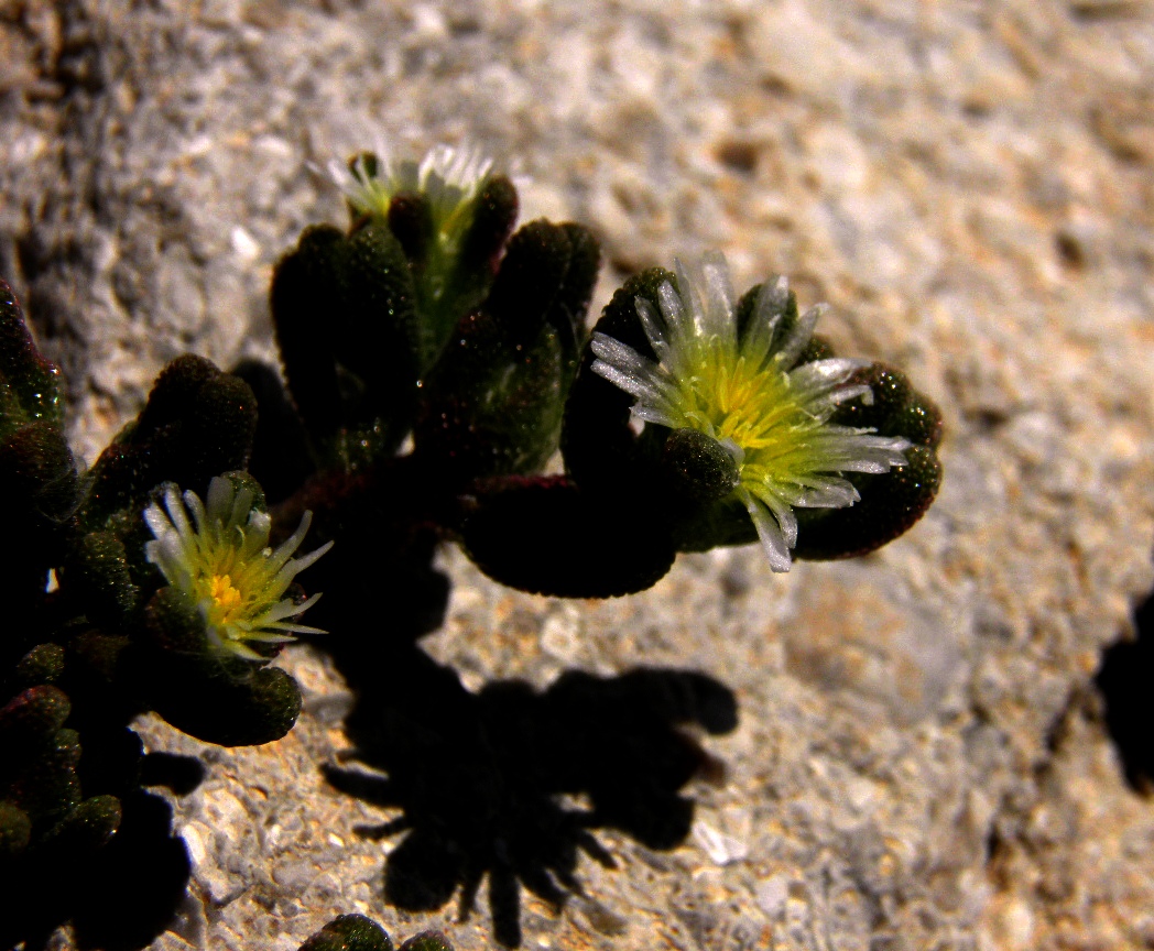 Изображение особи Mesembryanthemum nodiflorum.