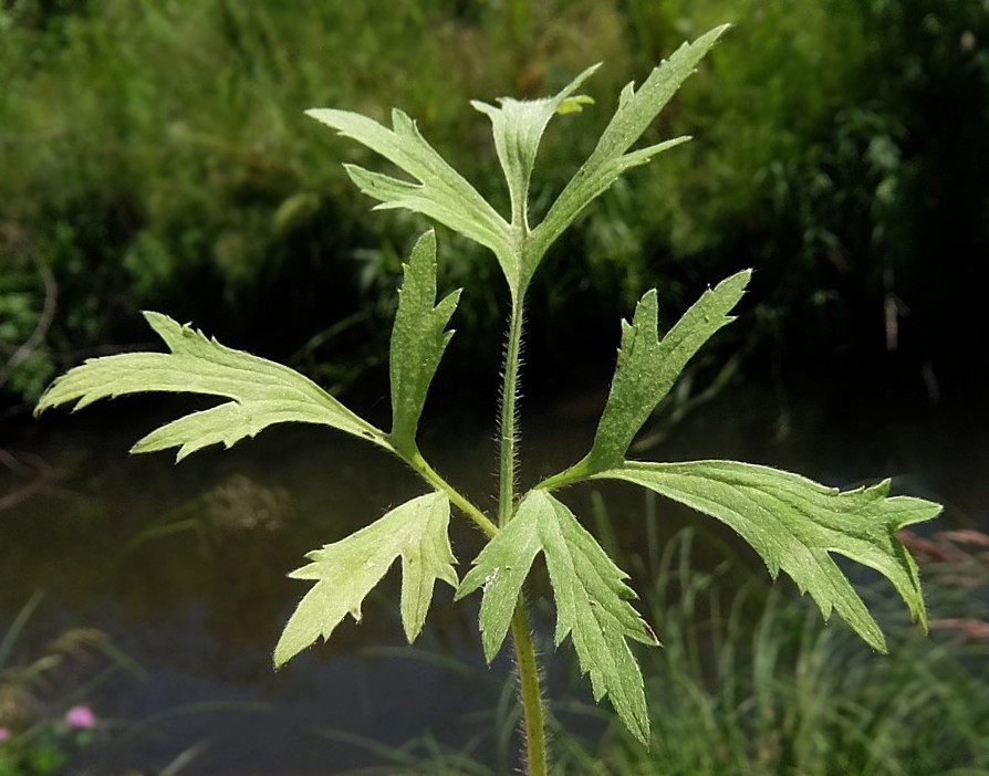 Image of Ranunculus chinensis specimen.