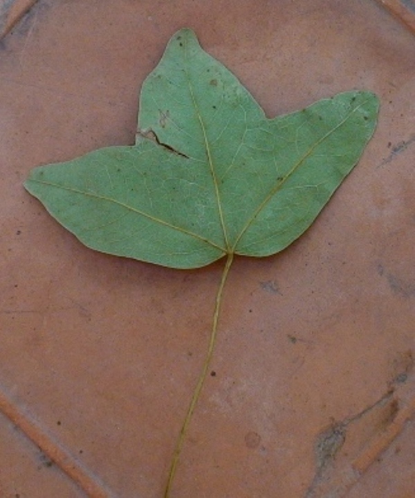 Image of Acer ibericum specimen.