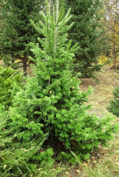 Image of Abies sibirica specimen.