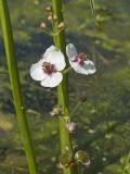 Sagittaria sagittifolia