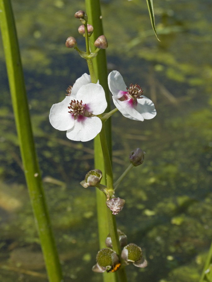 Image of Sagittaria sagittifolia specimen.