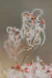 genus Clematis. Верхушка плодоносящего растения. Ростовская обл., Аксайский р-н, окр. хутора Александровка. 07.08.2011.