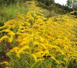 Solidago canadensis