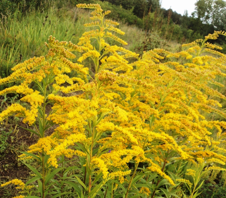 Изображение особи Solidago canadensis.