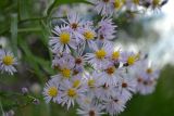 Tripolium pannonicum