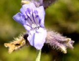 Perovskia abrotanoides