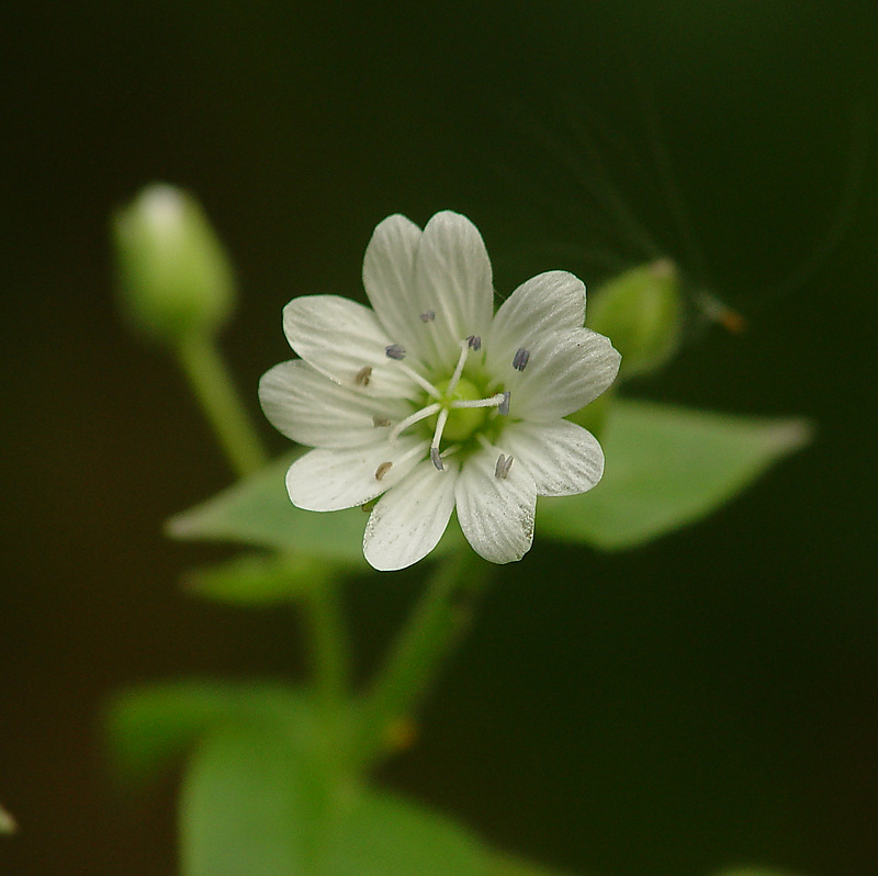 Изображение особи Myosoton aquaticum.