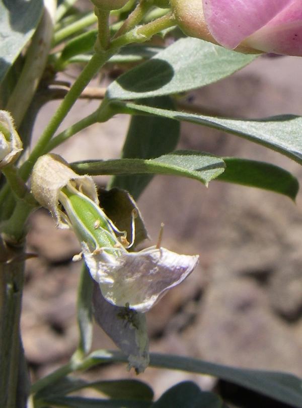 Image of Halimodendron halodendron specimen.