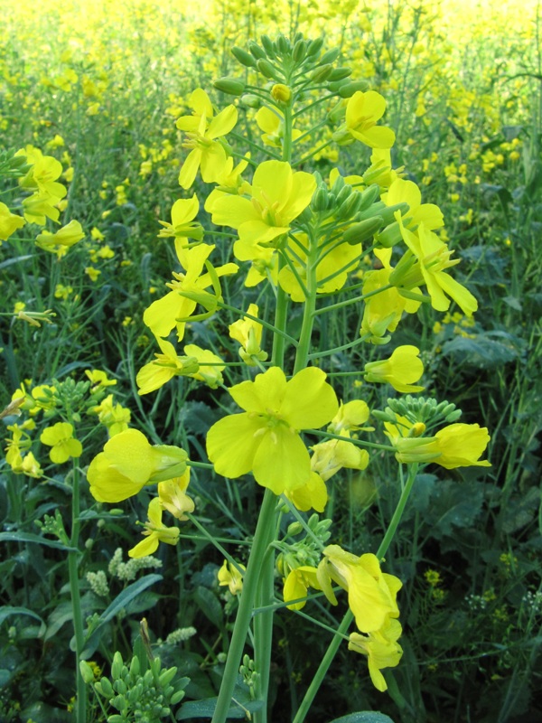 Изображение особи Brassica napus.