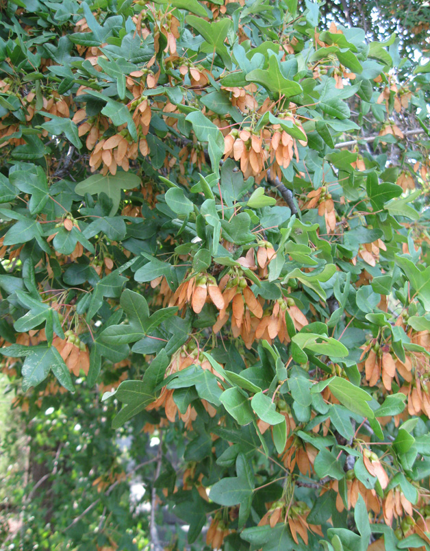 Image of Acer monspessulanum specimen.