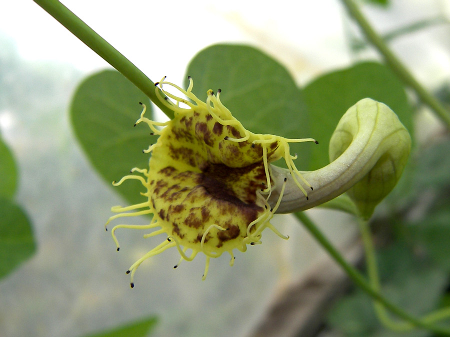 Изображение особи Aristolochia fimbriata.